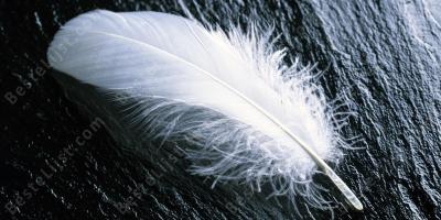 licht films
