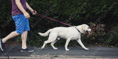 een hond uitlaten films