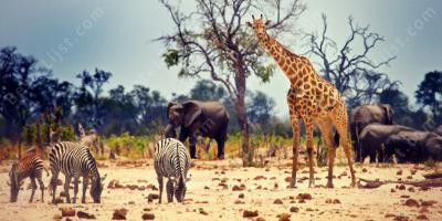 dieren films