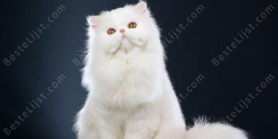witte kat films