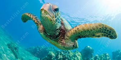 schildpad films