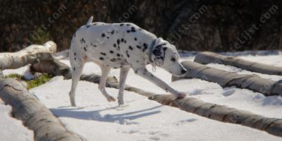 Dalmatiër films