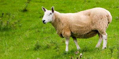 schaap films