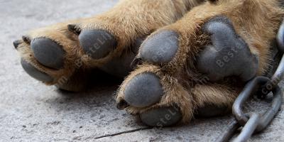 dode hond films