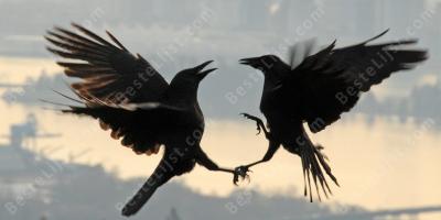 vechten in de lucht films