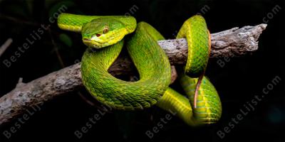 adder films