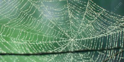 spinneweb films
