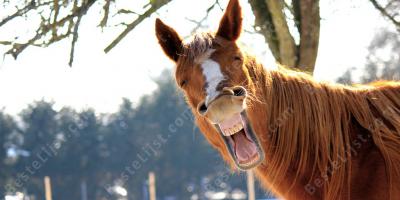 pratend paard films