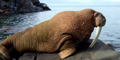 walrus films