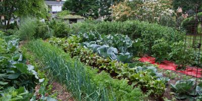 moestuin films