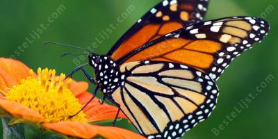 monarch films