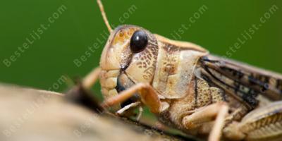krekel het insect films