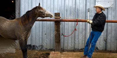 het doden van een paard films