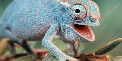 reptiel films