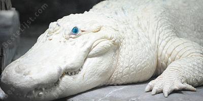 albino films