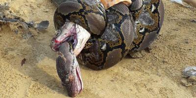 het doden van een slang films