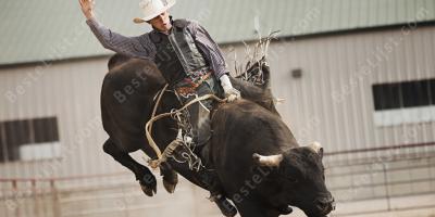 stieren rijden films