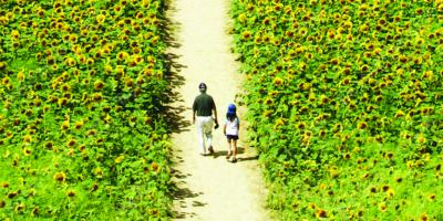 ronddwalen films
