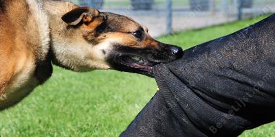 hond aanval films
