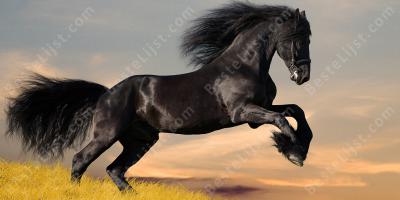 paard films