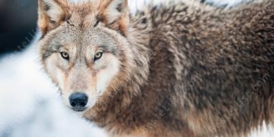 wolf films