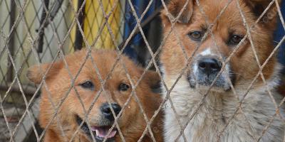 wreedheid jegens dieren films