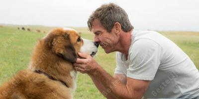 menselijke hond relatie films