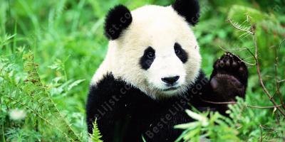 panda films