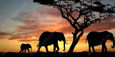 Afrika films
