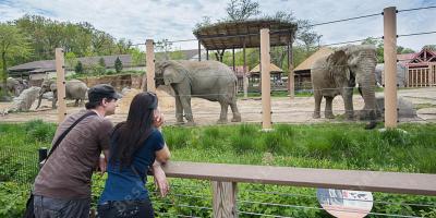 dierentuin films