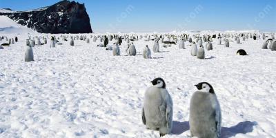 antarctica films