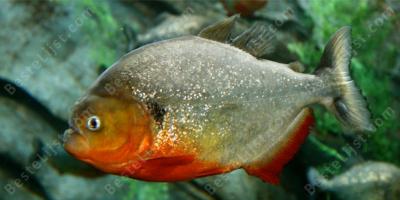 piranha films