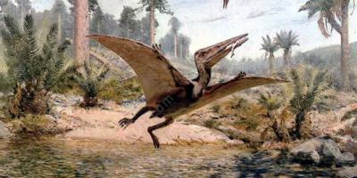 pterodactyl films