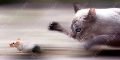 kat en muis films