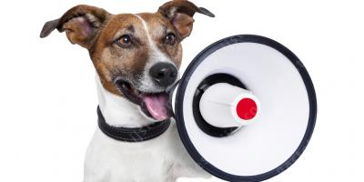pratende hond films