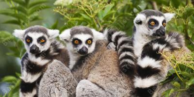 lemur films