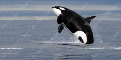 orka films