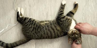 het doden van een kat films