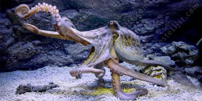 Octopus films