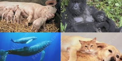 zoogdier films