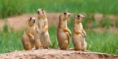 dieren leven films