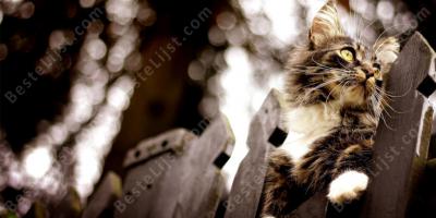 een hek beklimmen films