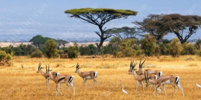 dieren in het wild films