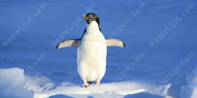 pinguïns films