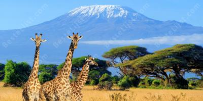 Tanzania films