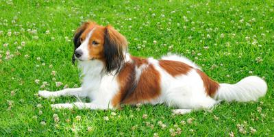hond films