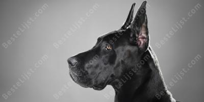 Deense dog films