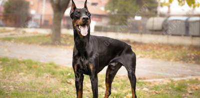 doberman films