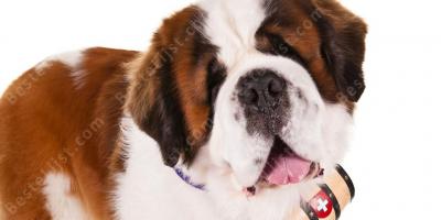 Sint Bernard hond films
