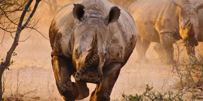 neushoorn films